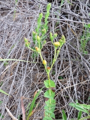 Hypericum connatum