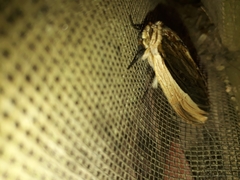 Truncaptera truncata