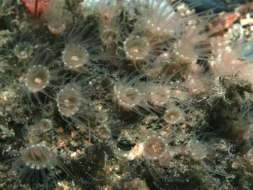 Representative image of Epizoanthidae