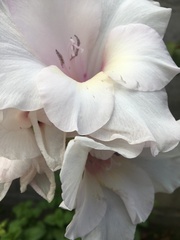 Gladiolus × hortulanus