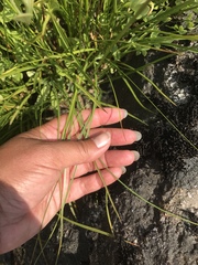 Calliscirpus brachythrix