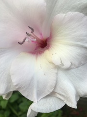 Gladiolus × hortulanus