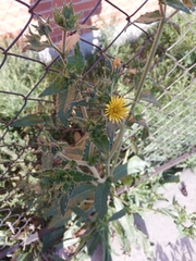 Helminthotheca echioides