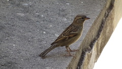 Passer domesticus