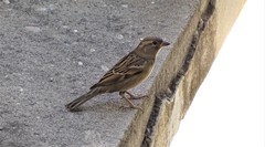 Passer domesticus