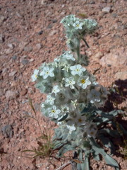 Oreocarya virginensis