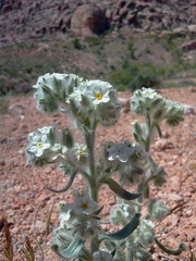 Oreocarya virginensis