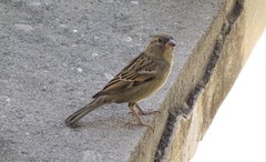 Passer domesticus