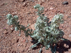 Oreocarya virginensis
