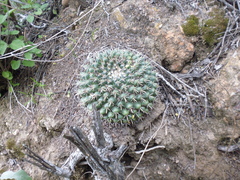 Mammillaria uncinata
