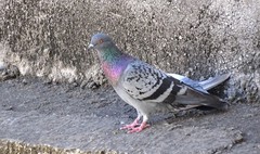 Columba livia