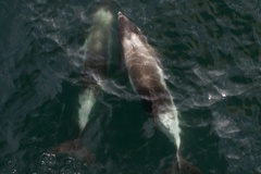 Lagenorhynchus albirostris