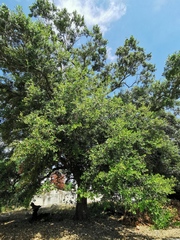 Quercus oleoides