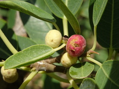 Ficus cordata