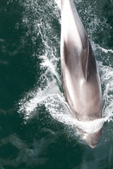Lagenorhynchus albirostris
