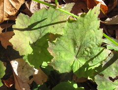 Tiarella stolonifera