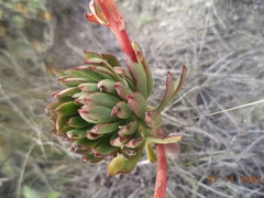 Echeveria quitensis