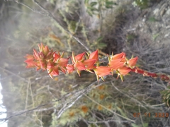 Echeveria quitensis