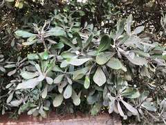 Pittosporum crassifolium