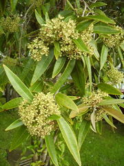 Backhousia citriodora