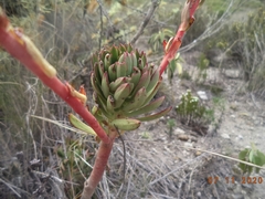 Echeveria quitensis