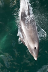 Lagenorhynchus albirostris