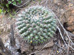 Mammillaria uncinata