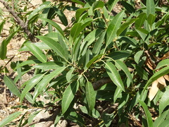 Ficus cordata