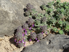 Teucrium nummulariifolium
