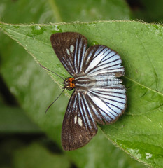 Pythonides lancea