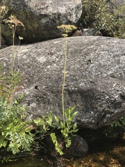 Oxypolis occidentalis