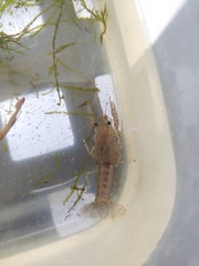 Procambarus viaeviridis