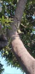 Iguanidae