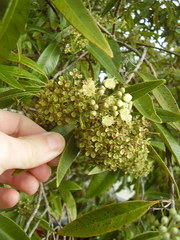 Backhousia citriodora