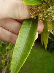 Backhousia citriodora