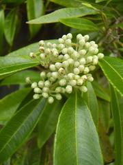Backhousia citriodora