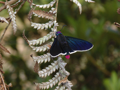 Mysoria barcastus