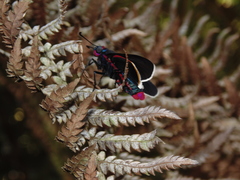 Mysoria barcastus