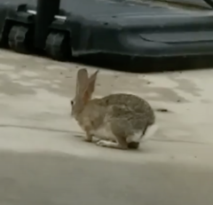 Sylvilagus audubonii