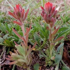 Castilleja arvensis pastorei