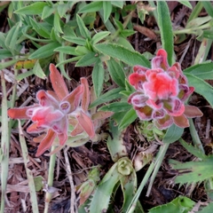 Castilleja arvensis pastorei