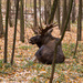 European Elk - Photo (c) Александр Опалев, some rights reserved (CC BY-NC), uploaded by Александр Опалев