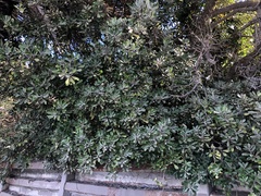 Pittosporum crassifolium