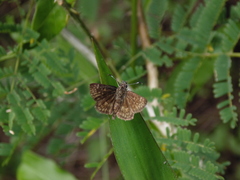 Dardarina rana