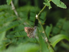 Dardarina rana