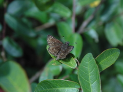 Dardarina rana