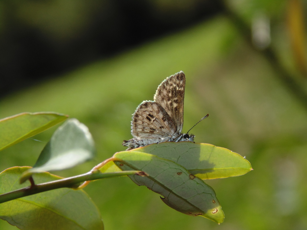 Rana Skipperling
