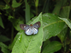 Pythonides lancea