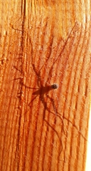 Amilenus aurantiacus