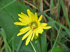 Silphium perfoliatum